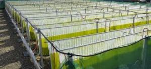 Het is technisch mogelijk vrijwel alle materialen door landbouwgewassen te vervangen