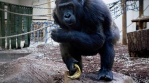 Gorilla Jacko kiest portefeuille