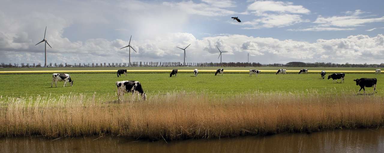 koeien-in-weiland